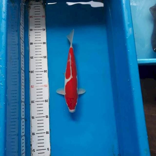 MINIMALIS KOHAKU DOITSU