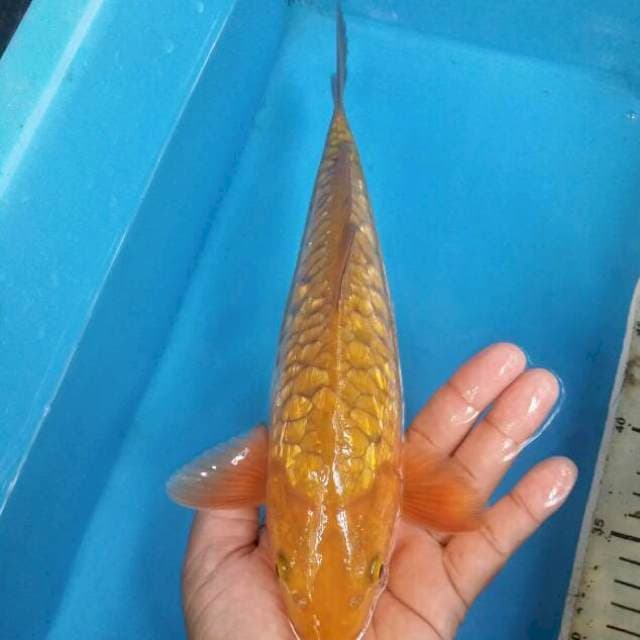 Tambaga aragoke ginrin
