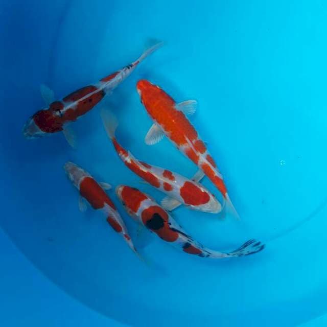 mix kishusui kohaku sanke 5 ekor