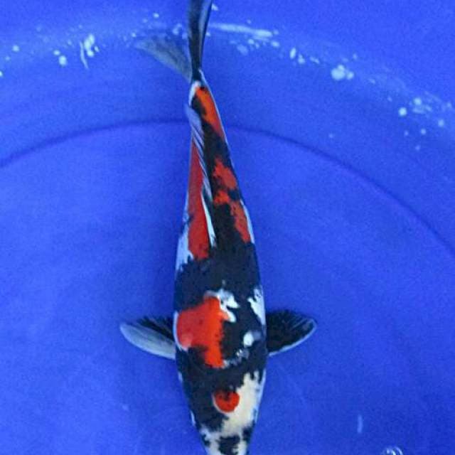 Showa doitsu murni +28cm