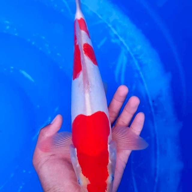 Kohaku doitsu original