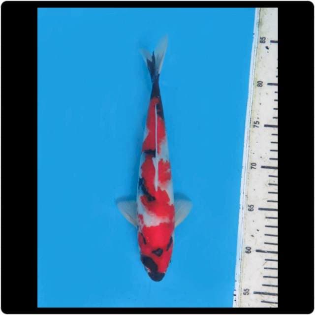 27cm - Male - F1 Red Showa Sanshoku