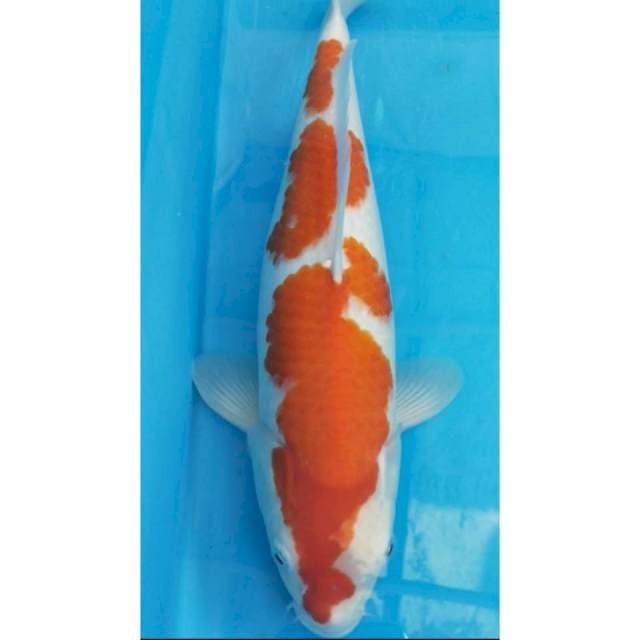 Kohaku 3 step 38cm Female