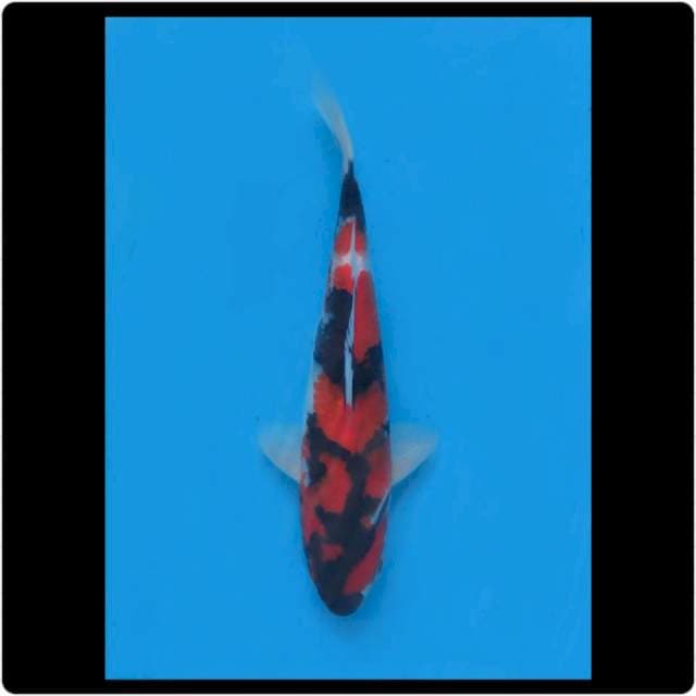 22cm - Male - F1 Red Hi Showa