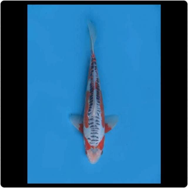 32cm - Male - Hanna Shusui Prospek