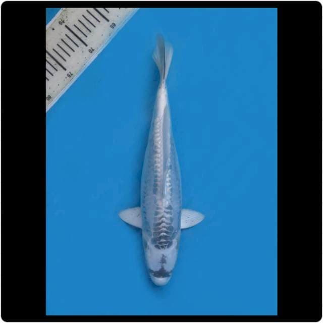 36cm - Female - Kawarimono Koleksi