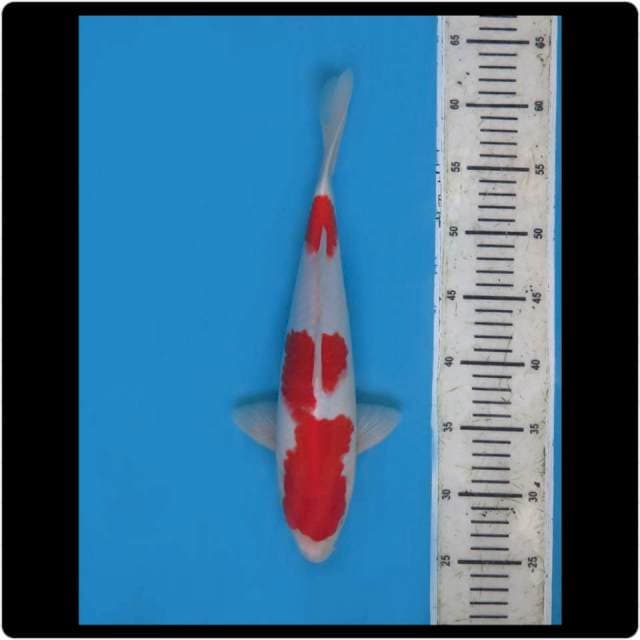 35cm - Male - Nidan Kohaku
