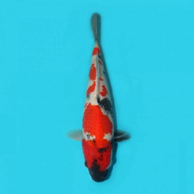 Showa 29 cm