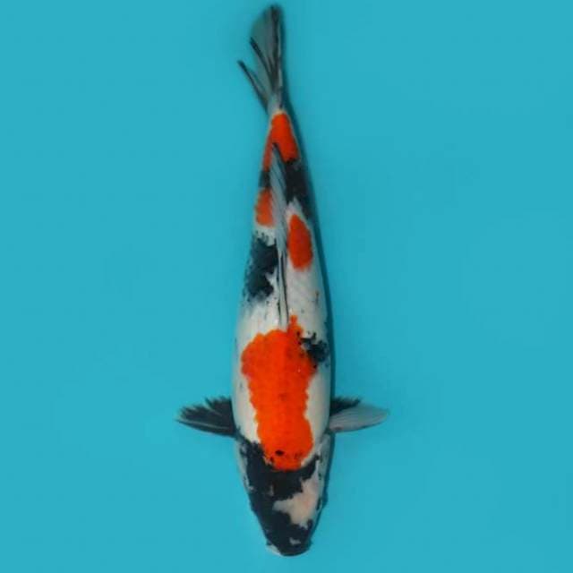 Showa 36 cm