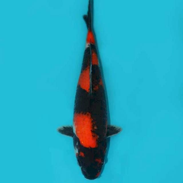 SHOWA 34 CM