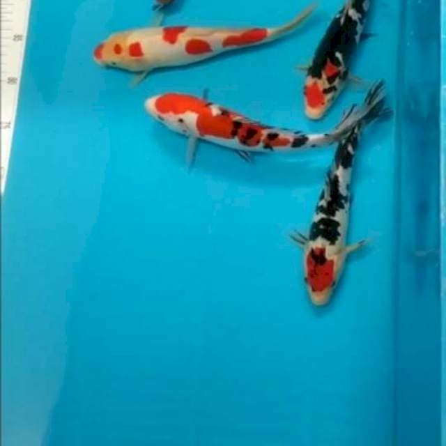 Merah tajam hitam pekat