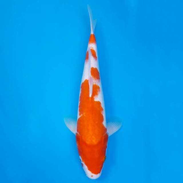 Kohaku