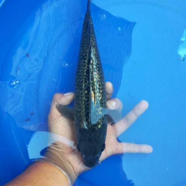 kingindrin karasu 30 cm up
