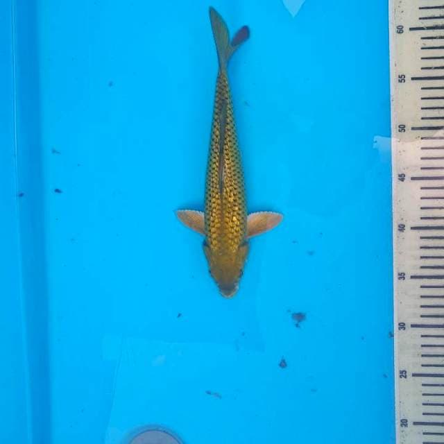 gindrin 28 cm