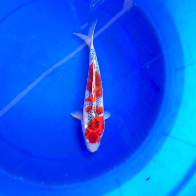 2. GOSHIKI #28CM