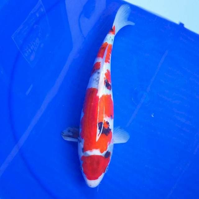 4. MARUTEN SHOWA #29CM