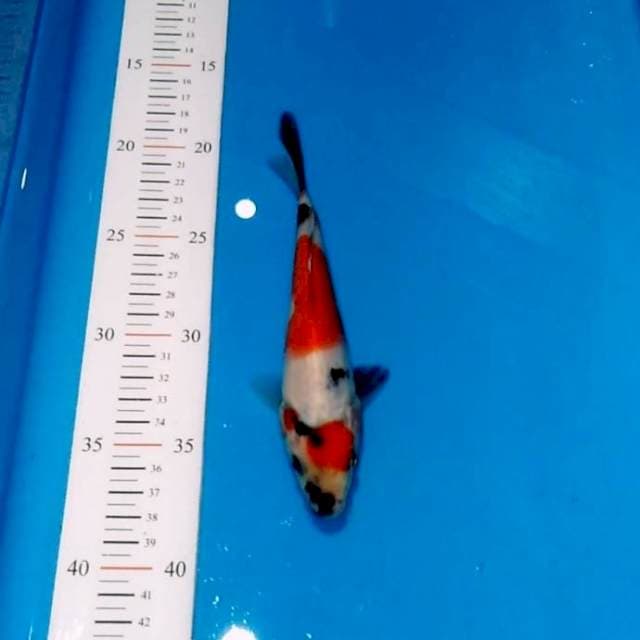 Showa 18cm