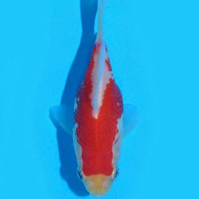 Tamasaba (Marushin) 8 cm. Import dan sertifikat