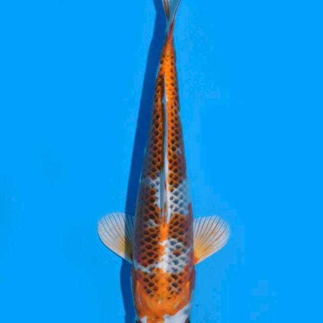 Kujaku (Saito) 23 cm. import dan sertifikat