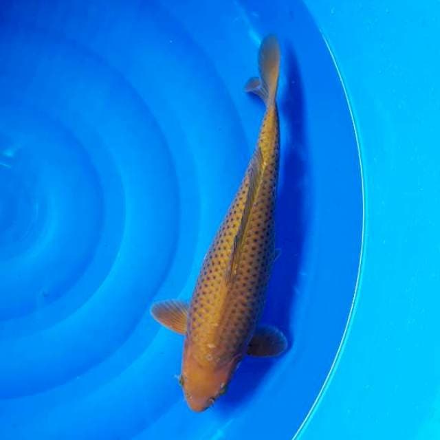 Penjinak Kolam Bakat Jumbo