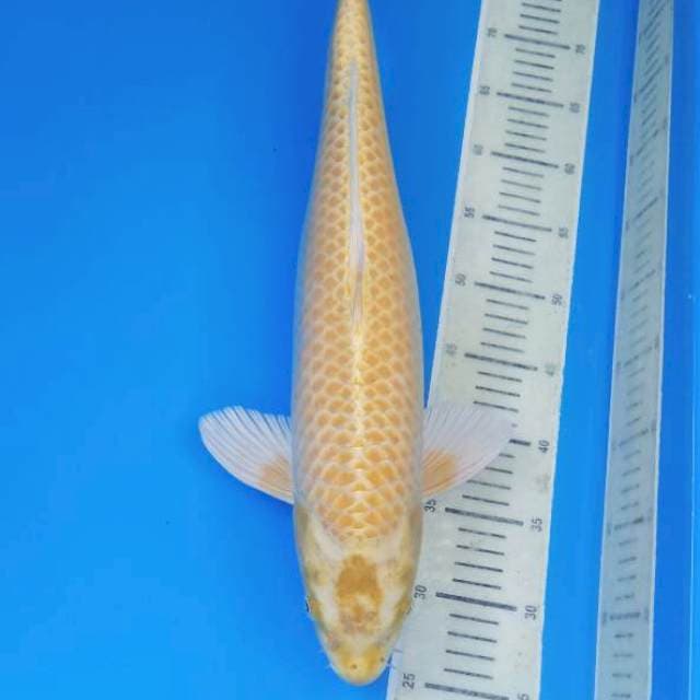 Yamabuki ogon 52 cm