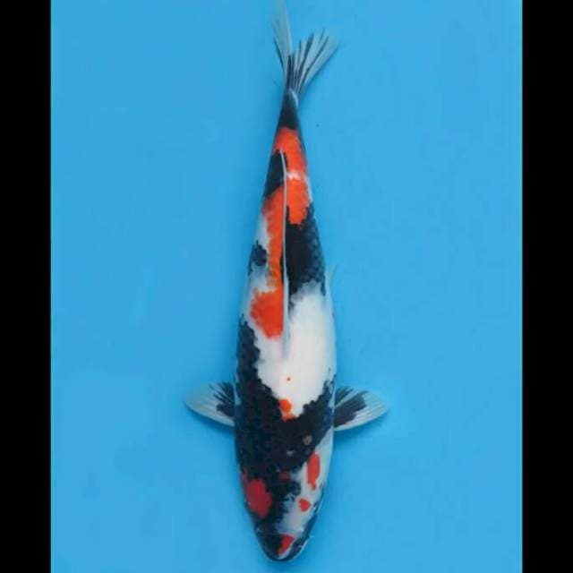 Kindai Showa Putih - 39cm Female