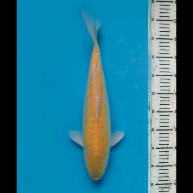 Red Eye Super Karasi Ring Naga - 40cm Female