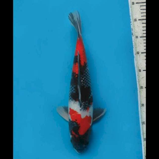 F1 Showa Ginrin Calon Jumbo - 39cm Male
