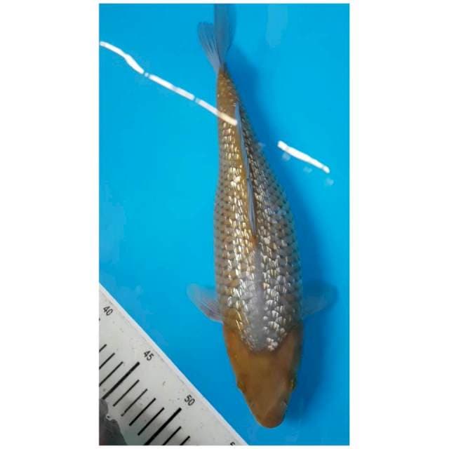 OCHIBA GINRIN ANTIK 35cm FEMALE