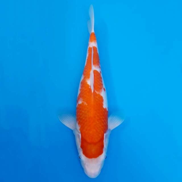 Kohaku