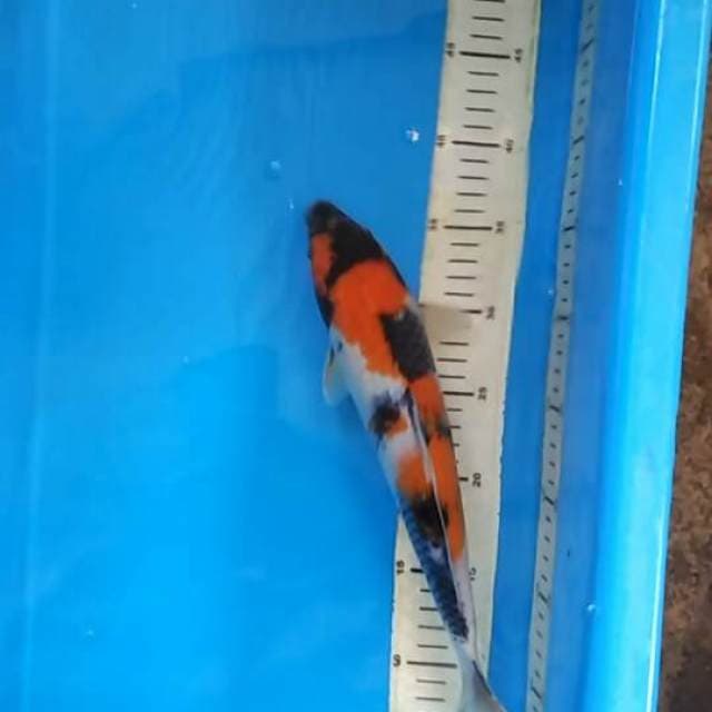 SHOWA SANSHOKU JUMBO