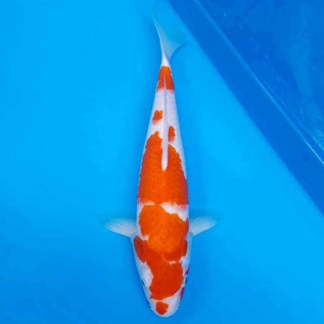 Kohaku