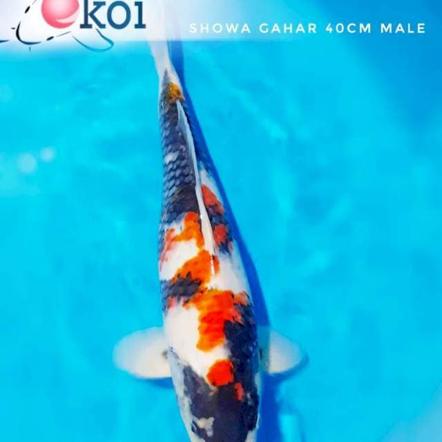 Showa gahar 40cm