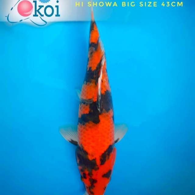 Hi Showa 43cm