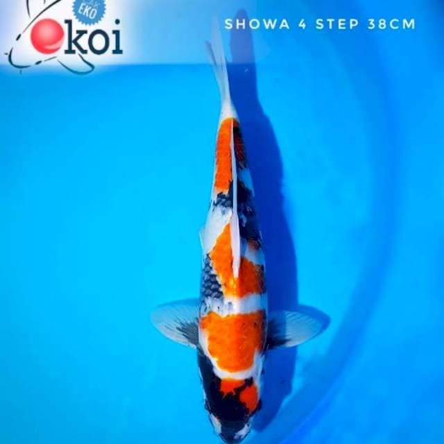 Showa 4 step 38cm