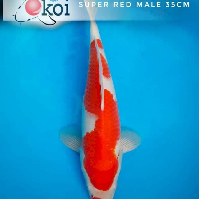 Kohaku inazuma kuchibeni punuk