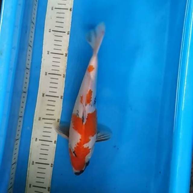 KINDAI SHOWA TATEGOI KUCISUMI - JUMBO