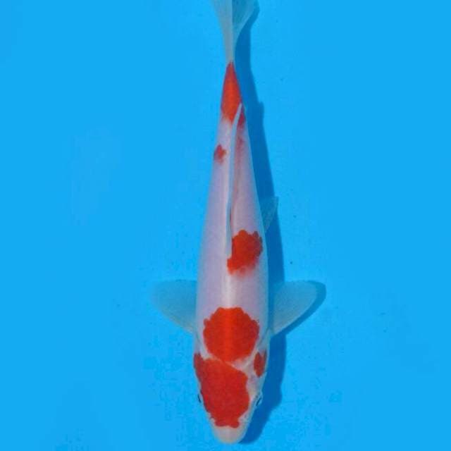 Kohaku (Saito) 20cm. Import & Sertifikat
