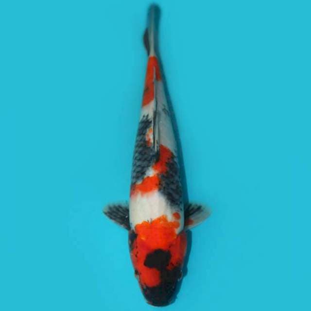 SHOWA F1 35 CM