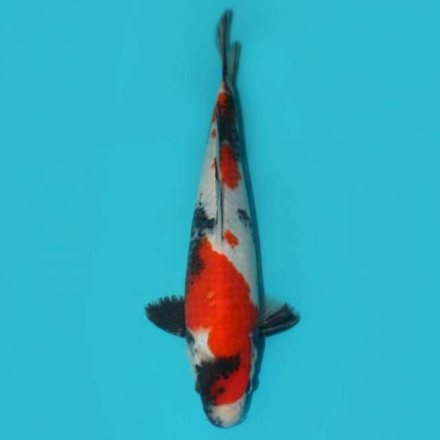 SHOWA F1 28 CM