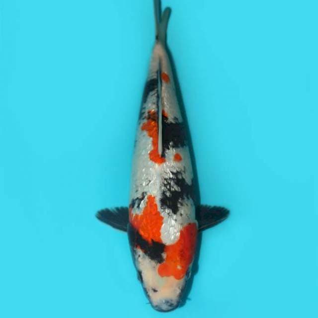 SHOWA GINRIN F1 27 CM