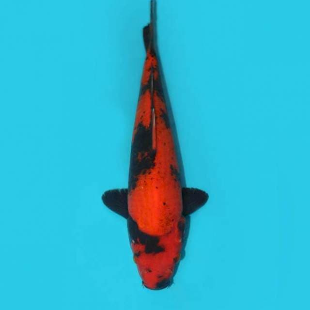 UTSURI 31 CM