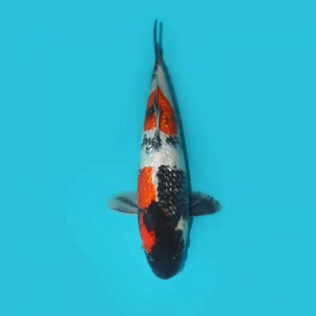 SHOWA GINRIN F1 32 CM