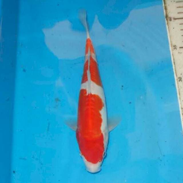 SANDAN KOHAKU
