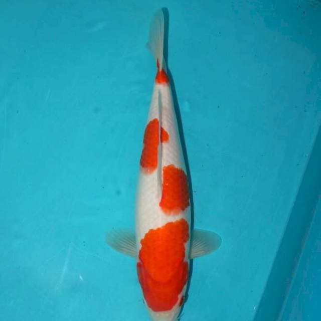 Kohaku 30 cm