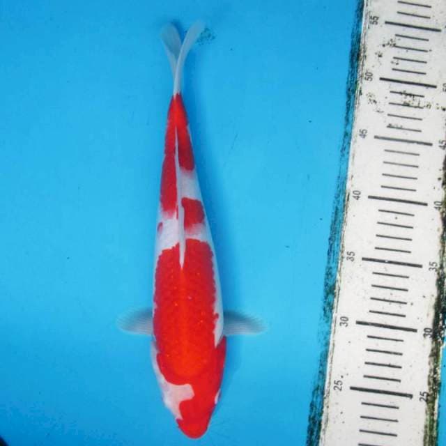 Male - kohaku strong