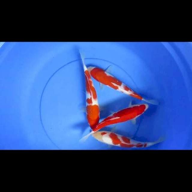Gread A kohaku