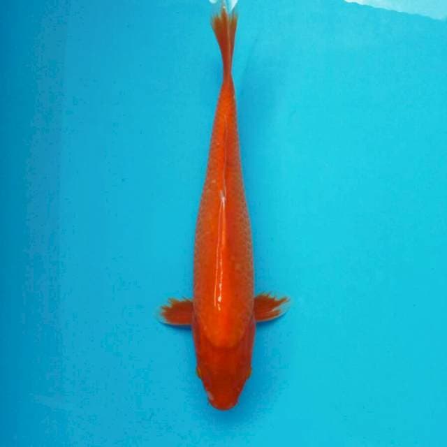 Aka Hajiro || 35 cm
