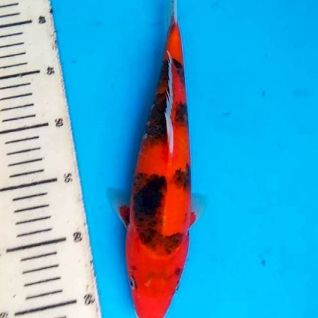 Hi showa 30cm