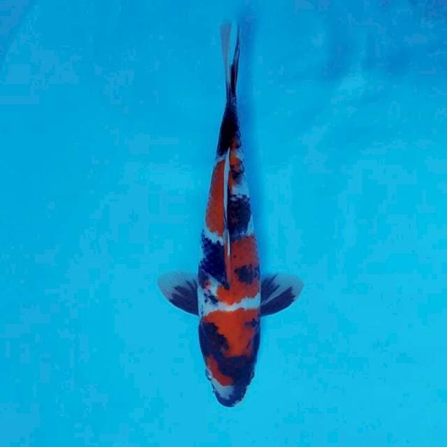 BANZAI 4 ~ SHOWA SANSOKU ™